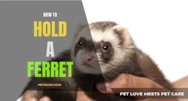 The Ultimate Guide on Holding a Ferret Comfortably