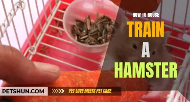 The Ultimate Guide to House Training a Hamster: Tips and Tricks for Success