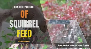 Effective Ways to Keep Ants Out of Squirrel Feed