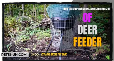 Effective Methods to Keep Raccoons and Squirrels Away from Your Deer Feeder
