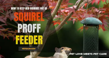 10 Tips to Keep Red Squirrels Away from Your Squirrel-Proof Feeder