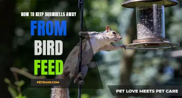 Effective Ways to Keep Squirrels Away from Bird Feed
