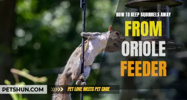 Effective Ways to Keep Squirrels Away from Your Oriole Feeder