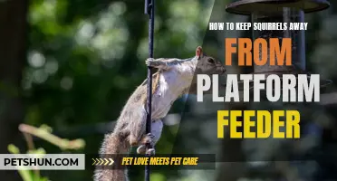Effective Techniques to Keep Squirrels Away from Platform Feeders