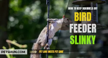 Tips for Keeping Squirrels Away from Bird Feeders with Slinky Methods