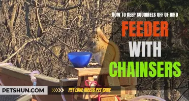 Tips to Keep Squirrels Away from Bird Feeders with Chain Sers
