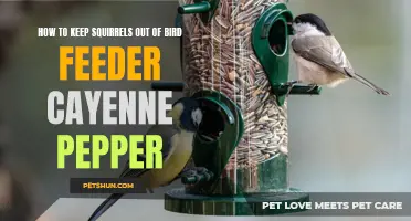 The Ultimate Guide: Keeping Squirrels Away from Your Bird Feeder with Cayenne Pepper