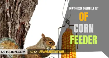 Effective Ways to Keep Squirrels Away from Your Corn Feeder