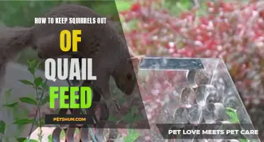 Effective Ways to Keep Squirrels Away from Quail Feed