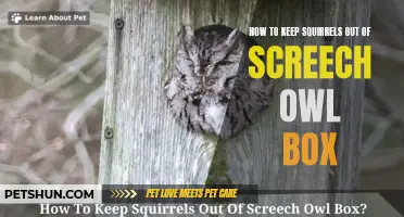 Effective Ways to Keep Squirrels Out of Your Screech Owl Box