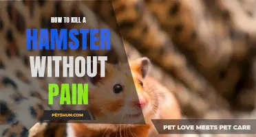 The Importance of Gentle and Compassionate Euthanasia for Hamsters