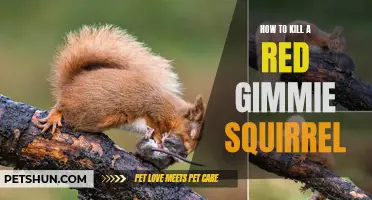 Effective Methods for Dealing with Red Gimmie Squirrels