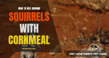 Effective Methods for Controlling Ground Squirrels Using Cornmeal