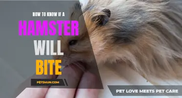 Signs to Look Out for to Determine if a Hamster Will Bite