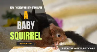 When Should You Stimulate a Baby Squirrel?