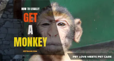 The Legal Process of Acquiring a Monkey as a Pet Explained