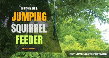 A Step-by-Step Guide to Creating a Jumping Squirrel Feeder
