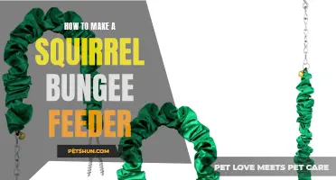 DIY Guide: Creating a Squirrel Bungee Feeder to Entertain and Feed Your Furry Friends