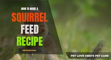 Creating a Delicious Homemade Squirrel Feed Recipe for Your Furry Friends