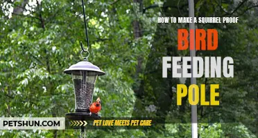 Making Your Bird Feeding Pole Squirrel-Proof: A Step-by-Step Guide