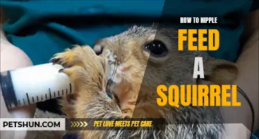 Mastering the Art of Nipple Feeding: A Guide to Bottle Feeding a Squirrel