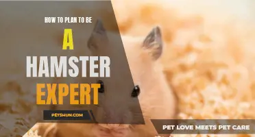 Becoming a Hamster Expert: Your Step-by-Step Guide to Successful Planning