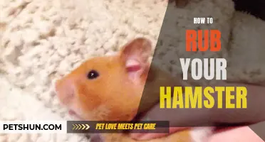 The Gentle Art of Rubbing Your Hamster: A Guide to Bonding and Relaxation