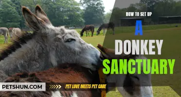 Creating a Donkey Sanctuary: A Step-by-Step Guide for Your Animal Haven