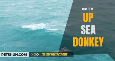 The Essential Guide to Setting Up Sea Donkey for Ultimate Water Adventures