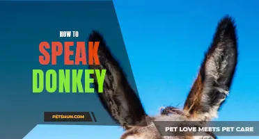 Unlocking the Secrets: Learning How to Speak Donkey