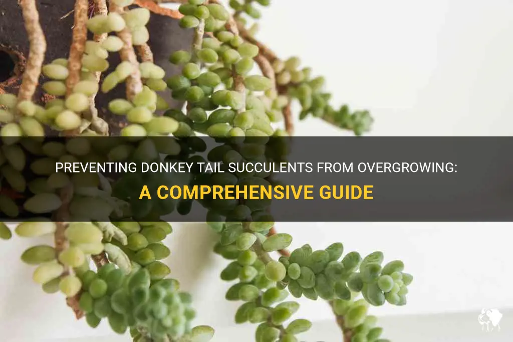 how to stop donkey tail succulents from growing