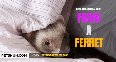 The Best Methods to Control Urine in Ferrets: A Guide for Pet Owners