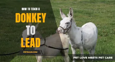 5 Simple Steps to Teach a Donkey to Lead