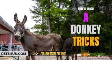 Master the Art of Teaching Donkeys Tricks with These Expert Tips