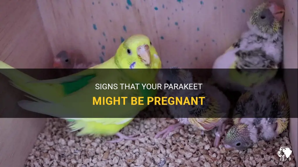 how to tell if a parakeet is pregnant
