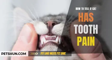 Signs That Your Cat May Be Experiencing Tooth Pain