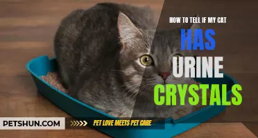 Understanding the Signs of Urine Crystals in Cats: A Complete Guide