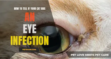Signs Your Cat Might Have an Eye Infection