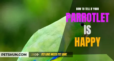 Signs to Look for in Your Parrotlet to Know if it is Happy