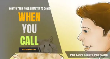 Training Your Hamster: Teach Them to Come When You Call