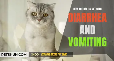 Effective Ways to Treat a Cat with Diarrhea and Vomiting