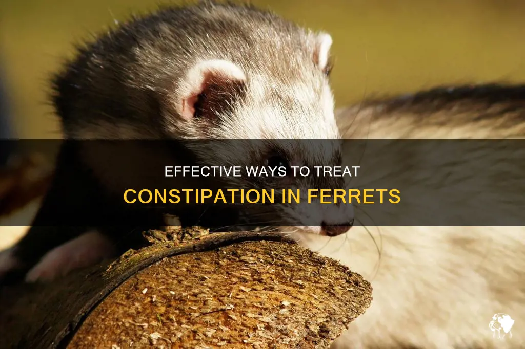how to treat constipation in ferret
