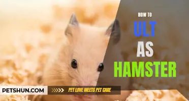 Master the Art of the Ultimate as Hamster in Overwatch
