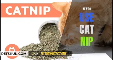 The Ultimate Guide to Utilizing Catnip for Your Feline Companion