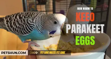 The Ideal Temperature to Keep Parakeet Eggs Warm