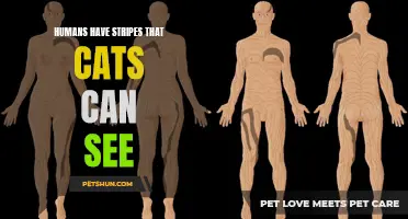 Invisible Stripes: Understanding How Cats See Human Patterns