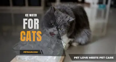 The Benefits of Ice Water for Cats: Keeping Your Feline Friend Hydrated and Healthy
