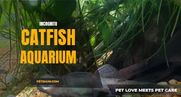 The Secrets of an Incognito Catfish Aquarium Unveiled