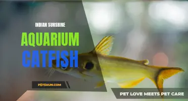 Exploring the Diversity of Indian Sunshine Aquarium Catfish: A Vibrant Addition to Your Tank
