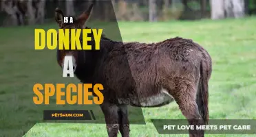 Exploring the Taxonomy: Is a Donkey Considered Its Own Species?